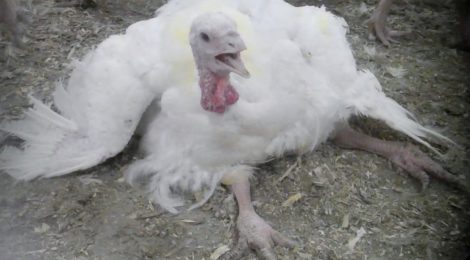 Draft Code Offers Turkeys and Chickens Little