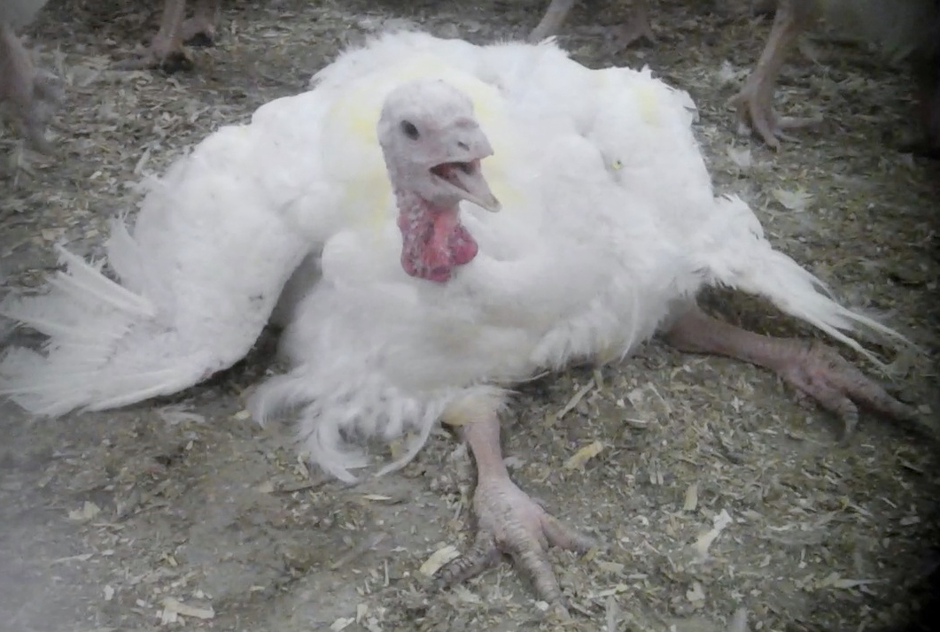 Crippled Turkey Hen 