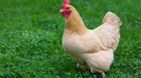 Major Dutch Retailers to Stop Selling Factory Farmed Chicken