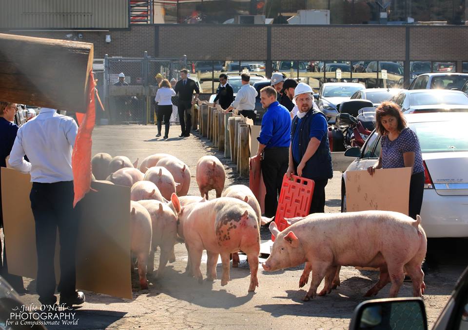 Canada's Archaic Animal Transport Regulations Exposed During Trailer