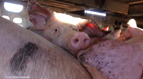 Transport des animaux de ferme : donnez votre opinion