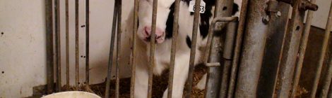 DRAFT NFACC VEAL CODE ALLOWS CONTINUED USE OF VEAL CRATES