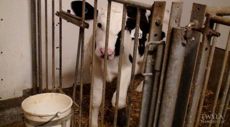 DRAFT NFACC VEAL CODE ALLOWS CONTINUED USE OF VEAL CRATES