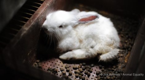 Get Rabbits Out Of Battery-Cages