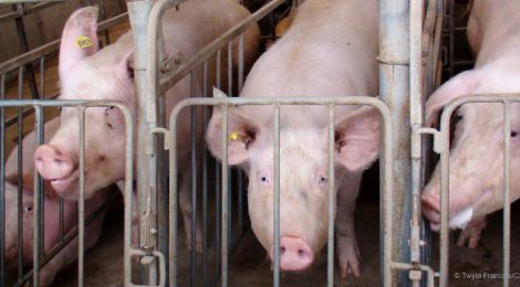 Say No To More Pig Barns in Manitoba