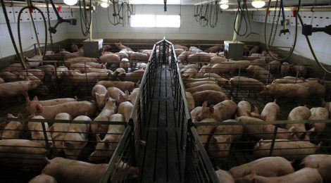 Manitoba Pork Council Openly Admits to Violating Provincial Laws