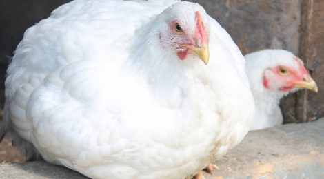 Chicken Meat "Defects" Are a Sign of Animal Suffering