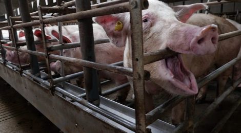 Stop Pig Industry Expansion in Manitoba!