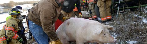 Help Prevent Livestock Trailer Accidents