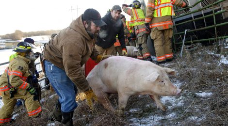 Help Prevent Livestock Trailer Accidents