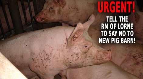 Help Stop New Pig Barn in Swan Lake