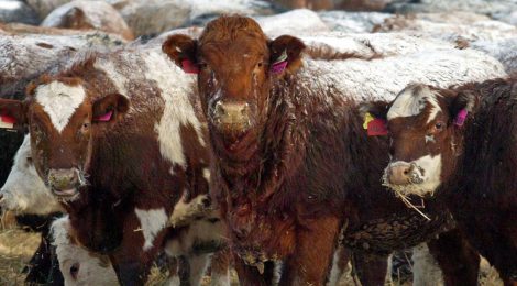 Beef Industry's "Quality-Defects" are Sign of Animal Abuse