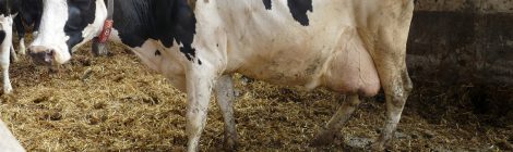 New Study Sheds Light on Suffering of Canadian Dairy Cows
