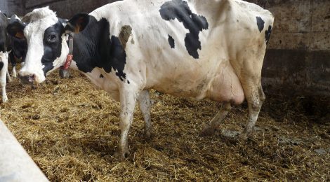 New Study Sheds Light on Suffering of Canadian Dairy Cows