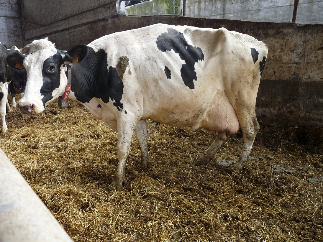 new-study-sheds-light-on-suffering-of-canadian-dairy-cows-canadians