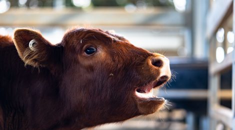 "Bawling" Good, "Stale" Bad: How Feedlots View Calves Says a Lot About Animal Agriculture
