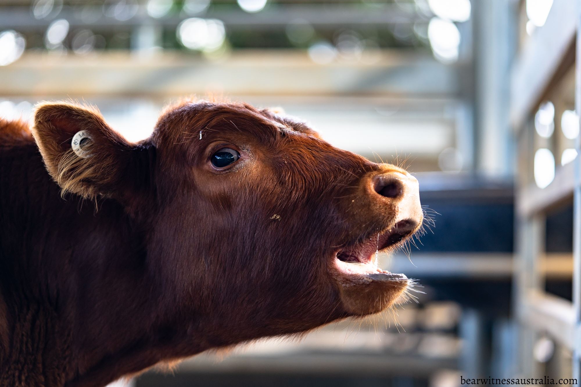 "Bawling" Good, "Stale" Bad How Feedlots View Calves Says a Lot About