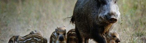 Stop the Mass Slaughter of Wild Pigs