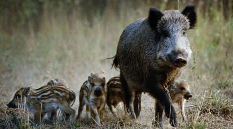 Stop the Mass Slaughter of Wild Pigs