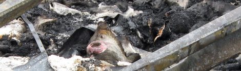 New petition to protect animals from barn fires in Quebec
