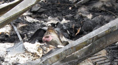 Incendies de fermes au Québec; l’hécatombe doit cesser