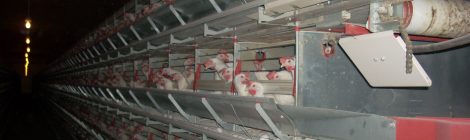 CETFA's Submission to the Standing Committee on Ontario Ag-Gag Bill 156