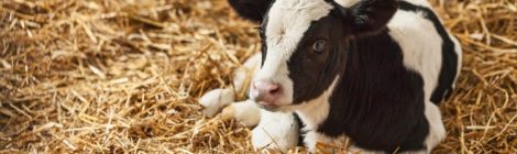 Bludgeoning and Leaving Sick Animals to Suffer and Die: Results of a Canadian Dairy Industry Survey