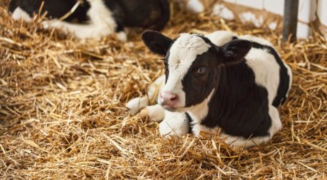 Bludgeoning and Leaving Sick Animals to Suffer and Die: Results of a Canadian Dairy Industry Survey