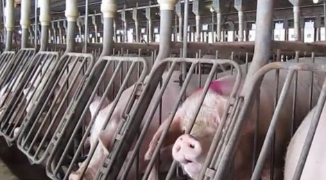 Say No to Ag Gag Legislation in Manitoba