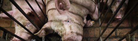 Pig Producers Allowed to Continue Confining Sows until 2029...and Plan to Ignore That Date Too