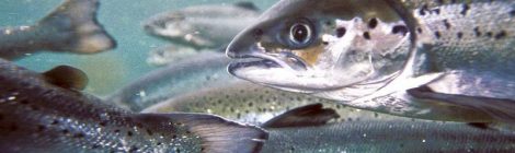 Comment on Canada's First-Ever Code of Practice for Fish