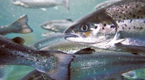 Comment on Canada's First-Ever Code of Practice for Fish