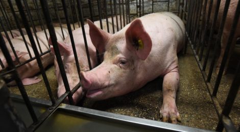 "What We Heard" Exactly What They Wanted to Hear: Manitoba's Ag-Gag Survey
