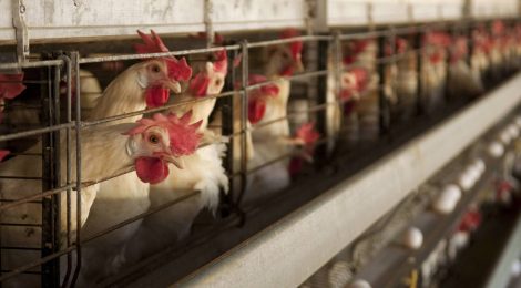 Ag-Gag Laws Decrease Public Trust