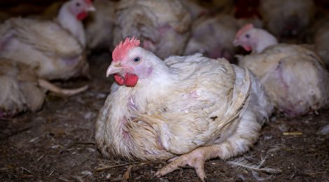 Chickens Allowed More Than Industry Standard of 1 Hour of Darkness Are Healthier
