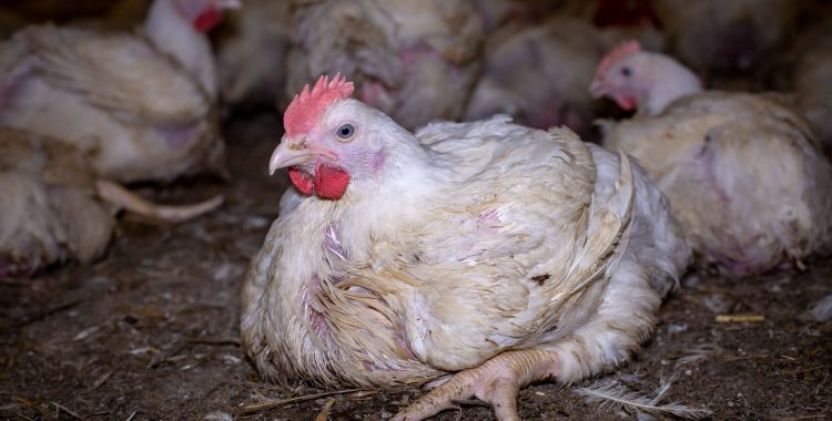 Chickens Allowed More Than Industry Standard of 1 Hour of Darkness Are Healthier