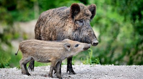Wild Boar Stage Rescue of Trapped Piglets