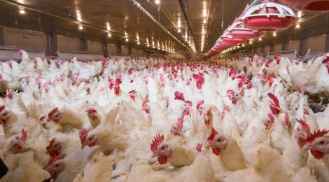 LES POULETS NOURRIS PLUS SOUVENT QU'UNE FOIS TOUTES LES 48 HEURES SONT PLUS FORTS, EN MEILLEURE SANTÉ ET MOINS AGRESSIFS.