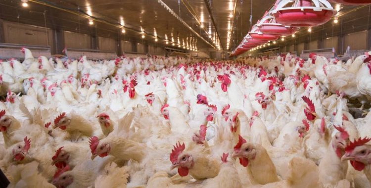 Chickens Fed More Often Than Once Every 48 Hours Are Stronger, Healthier and Less Aggressive
