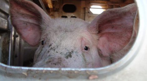 Canada Has Long Exported Animal Cruelty By The Millions