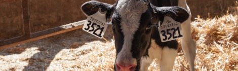 Welfare Implications of CFIA’s Proposed Changes to Animal Identification Regulations