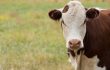 Half of Canadian cow-calf producers fail to follow Codes of Practice