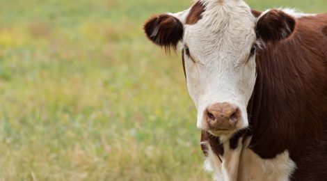 Half of Canadian cow-calf producers fail to follow Codes of Practice