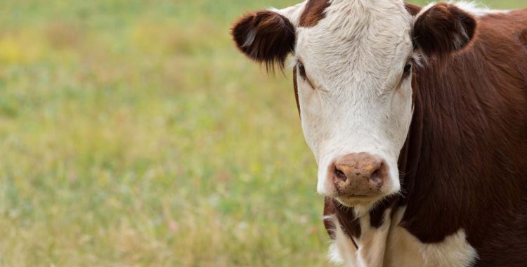 Half of Canadian cow-calf producers fail to follow Codes of Practice