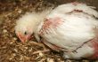 Documents reveal foam, captive bolt pistols used to kill Avian Influenza-infected birds