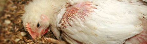 Documents reveal foam, captive bolt pistols used to kill Avian Influenza-infected birds