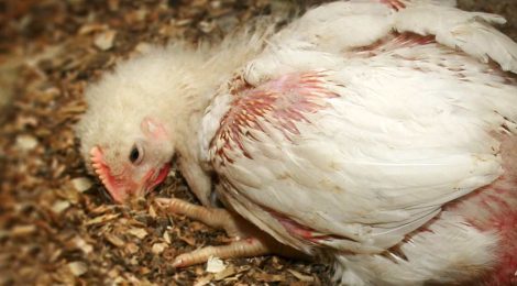 Documents reveal foam, captive bolt pistols used to kill Avian Influenza-infected birds