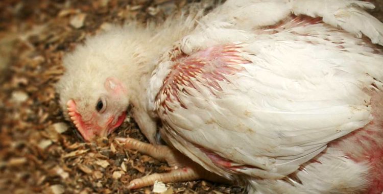 Documents reveal foam, captive bolt pistols used to kill Avian Influenza-infected birds